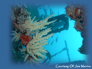 Complete Your Underwater Navigator Specialty Scuba Certification Course with South Florida Diving Headquarters