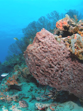 Abbey Too South Florida Diving Headquarters