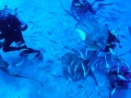 zoo1