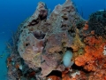 grouper2