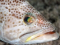 grouper3