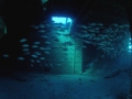 guyharvey2