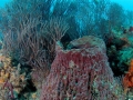lighthouse2