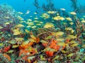 Tropical reef fish gather on the Breakers Coral Reef offshore Pa