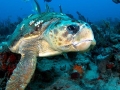 Briny-3