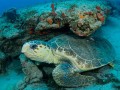 Loggerhead Sea Turtle (Caretta caretta), resting under a ledge. Found in tropical and warm temperate seas worldwide. Photo taken at Palm Beach County, Florida, USA. Listed as Endangered species on the IUCN Red list.