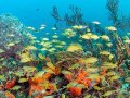 Tropical reef fish gather on the Breakers Coral Reef offshore Pa