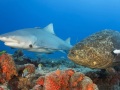 Gulf-2