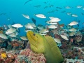 Coral reef with green moray eel