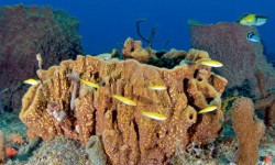 Crab Cove