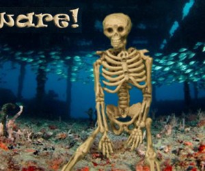 Halloween Dive (10-18-2025)