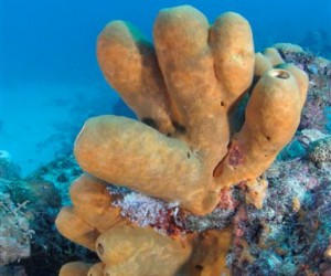 Sanctuary Reef