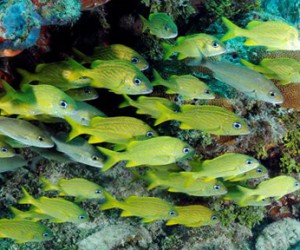 Horseshoe Reef