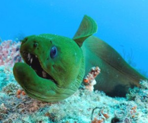 Labontee Reef