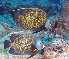 Pompano Trench