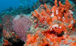 Anglin Pier Reef