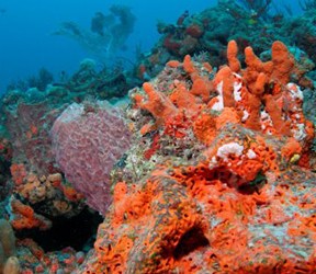 Anglin Pier Reef