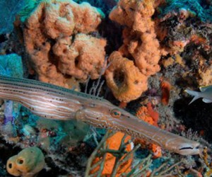 Boca Artificial Reef
