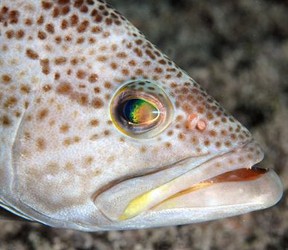 Grouper Bend