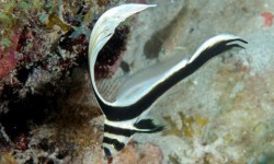 Hall of Fame Reef