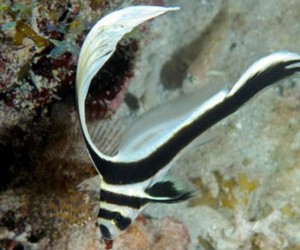 Hall of Fame Reef