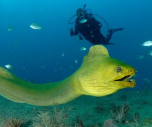 Aqua Zoo
